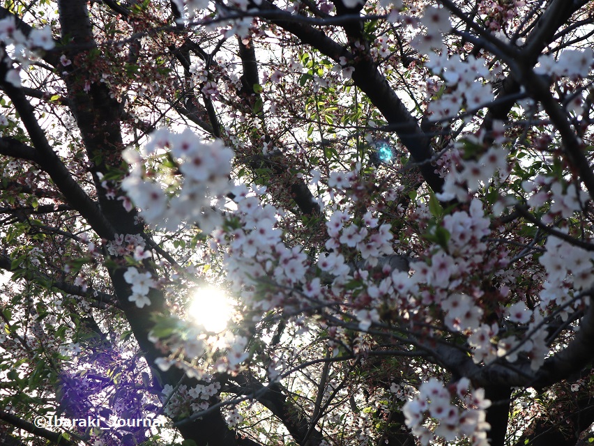 040912元茨木川緑地で逆光の桜IMG_2086