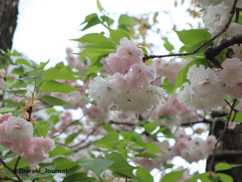 0418元茨木川緑地川端通り側で桜の花アップIMG_2438