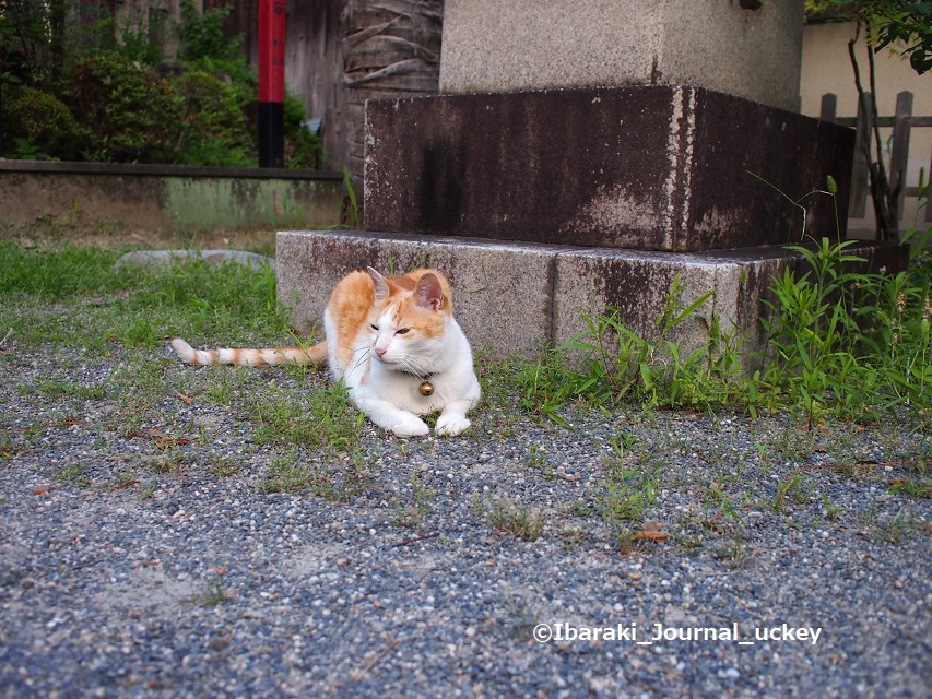 0630茨木神社のネコ