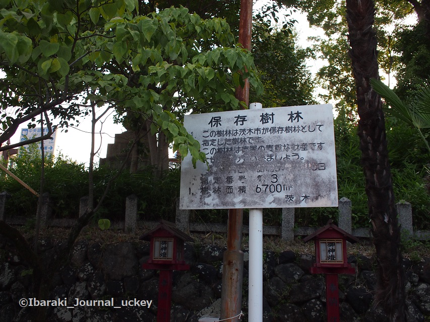 0630茨木神社の保存樹