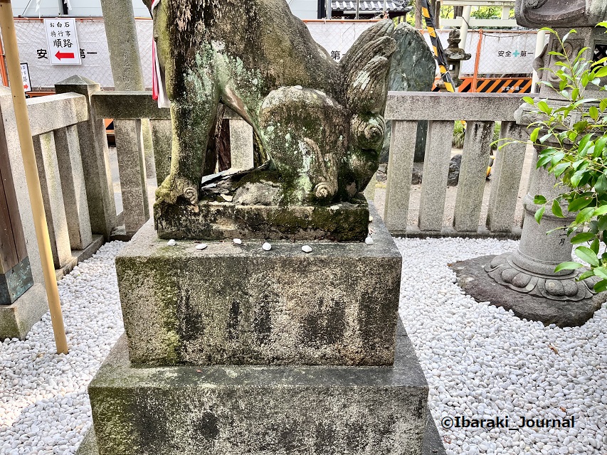 0827茨木神社奥宮の狛犬20220828111528