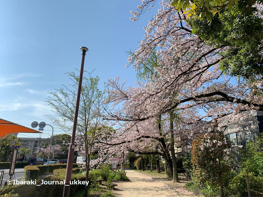 元茨木川緑地の桜の風景写真４ー337000740_227557586489828_2259298717577516997_n