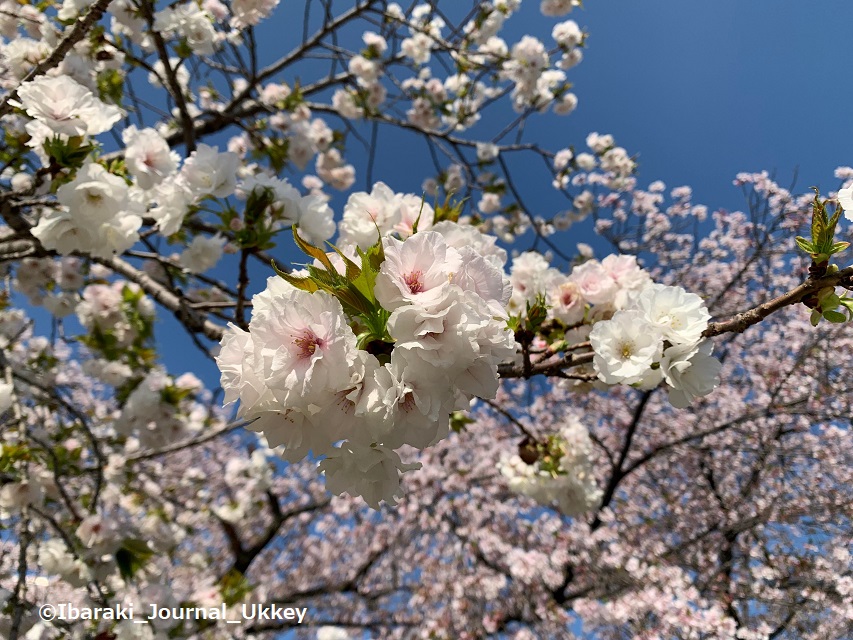 元茨木川緑地の桜のアップ写真５ー337518371_637580311514743_5912834544763081357_n
