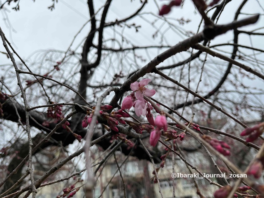 元茨木川緑地の桜のアップIMG_0806
