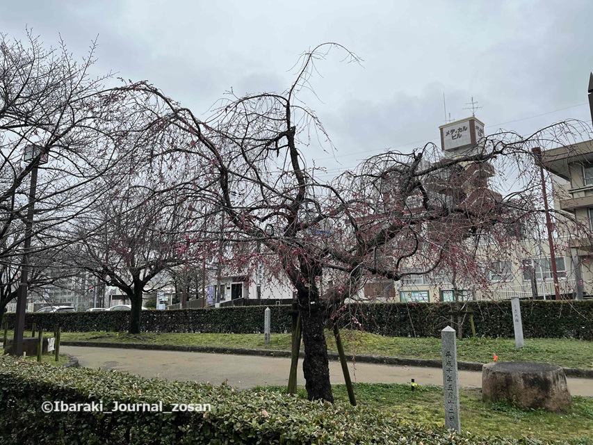 元茨木川緑地さくら通り側のしだれ桜IMG_0820