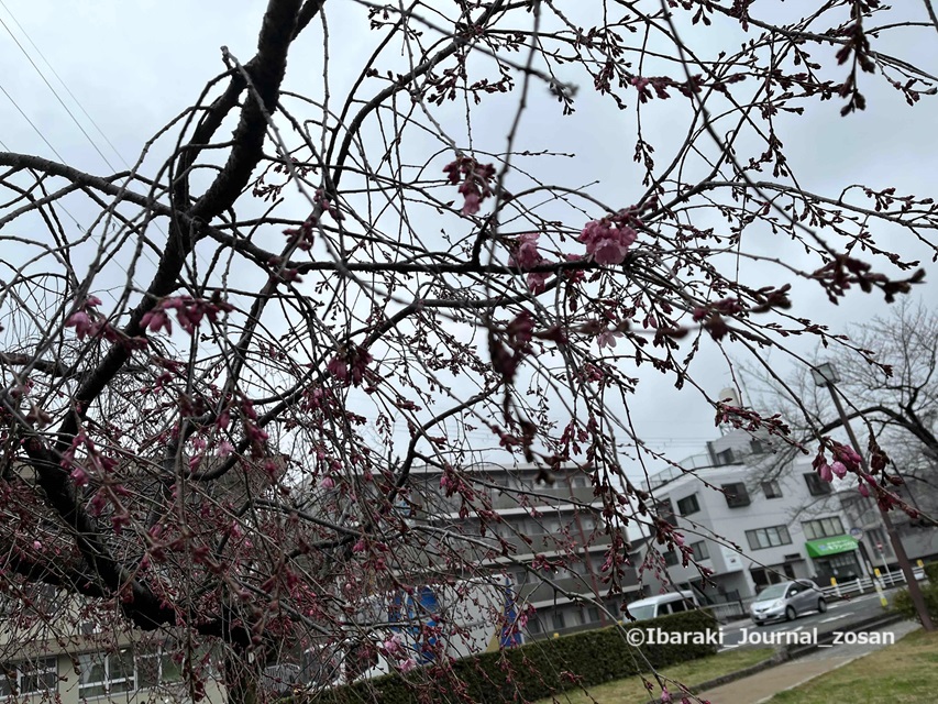 元茨木川緑地の桜のアップIMG_0822