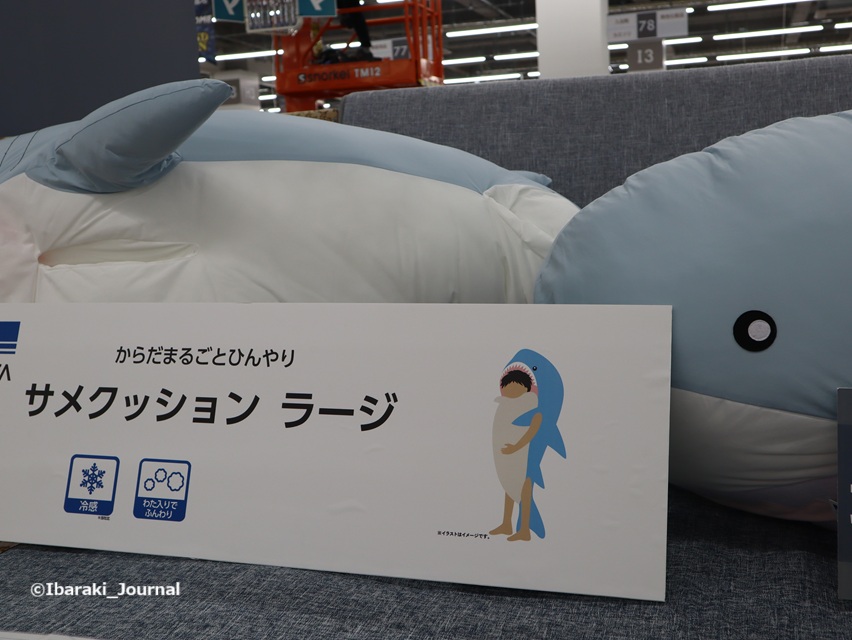 20-0520ビバホームサメクッションイラスト１IMG_9365