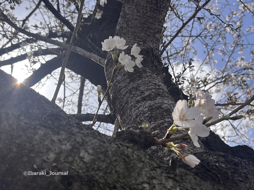 0329総持寺エリアで見た桜20250524054408