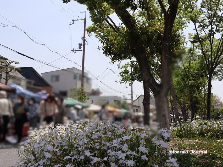 kk茨木蚤の市2025春20251021072309.jpg