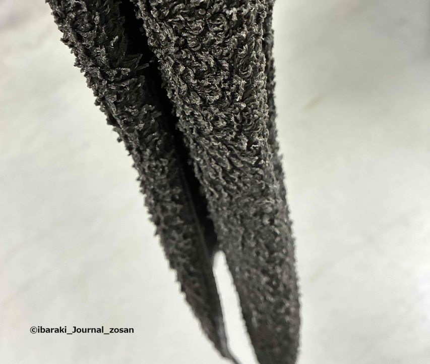 イコクルGLPの冷凍庫でIMG_7016