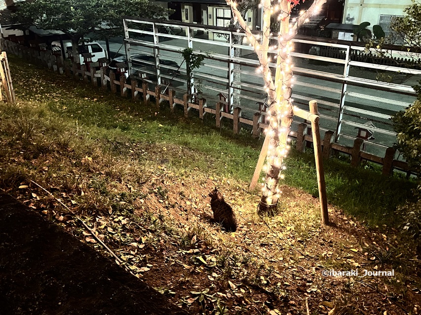 1128イルミネーション茨木神社で猫に会ったIMG_6927.jpg