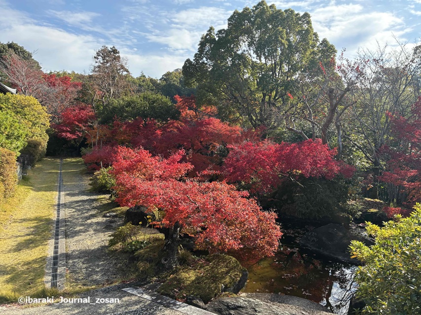 2025年11月真龍寺の紅葉IMG_7116.jpg