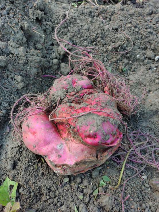 0106感謝祭のさつまいもD992CA6B-3574-48CE-B14A-1FCD3FE997D7