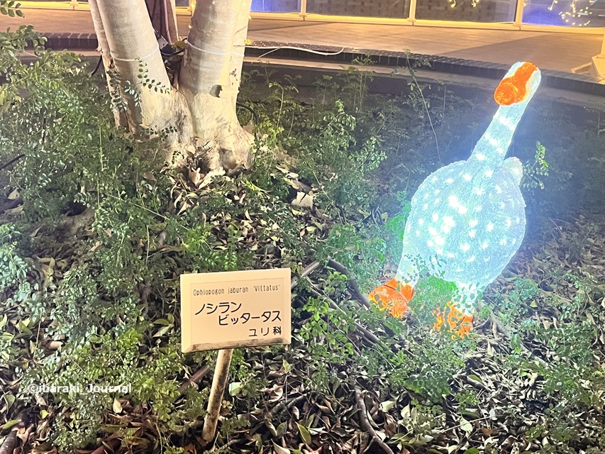 1129JR茨木スカイパレットアヒルのオブジェのところの草木IMG_6985