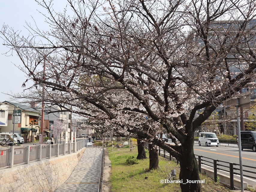 0328さくらまつり桜通り沿い元茨木川緑地アンダーパスのところIMG_1107.jpg