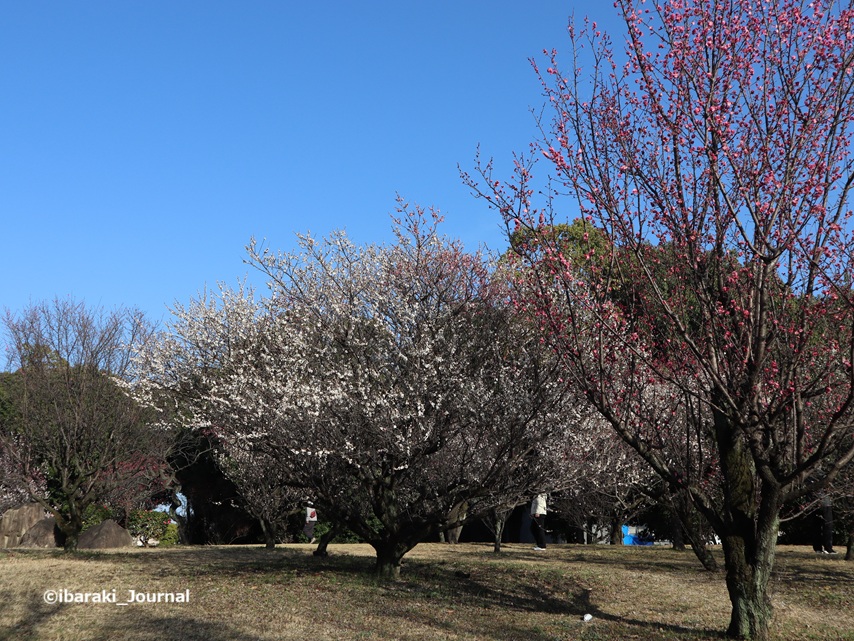 0301元茨木川緑地の梅はほぼ満開IMG_0985.jpg