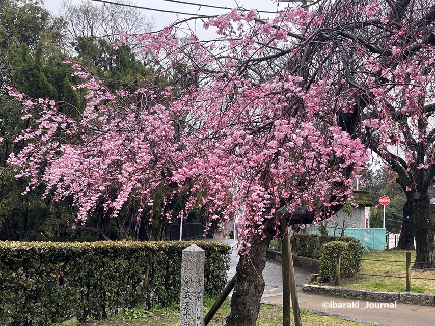 0325税務署前しだれ桜寄ってみるIMG_9517