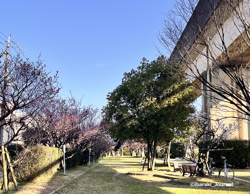 0301JR高架下の梅園の風景IMG_9129.jpg