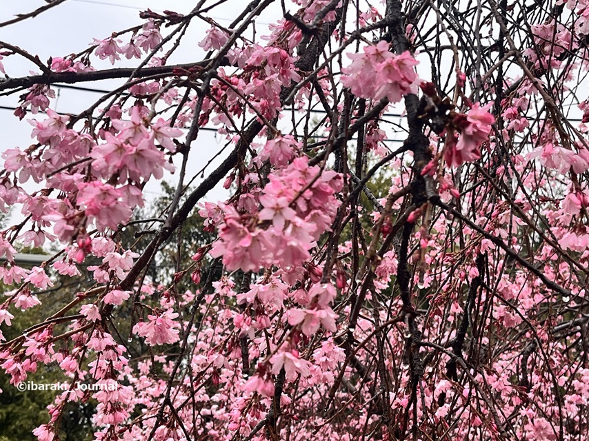 0325税務署前のしだれ桜アップIMG_9519