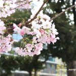 0328桜通りの桜IMG_1111.JPG