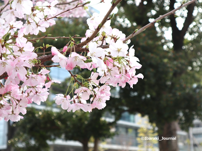 0328桜通りの桜IMG_1111.JPG