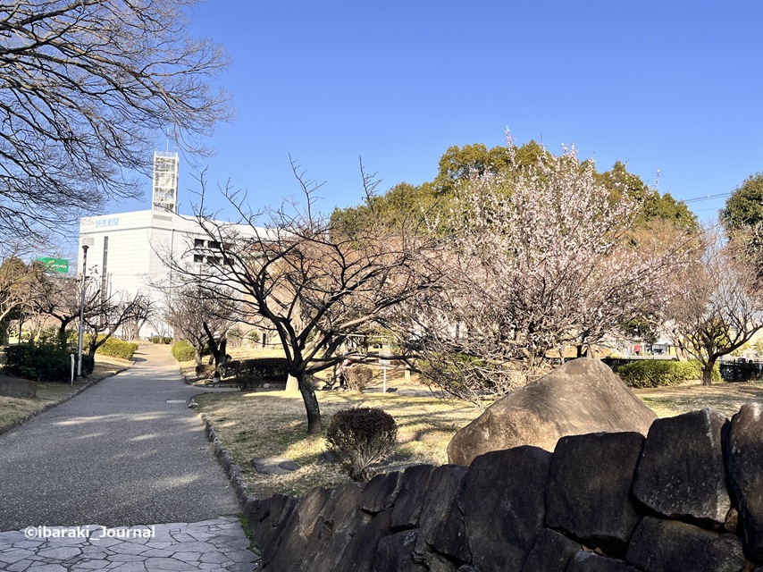 0301元茨木川緑地の梅園北側のほうを見るIMG_9138.jpg