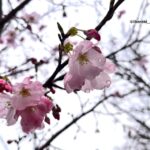 0325桜通り沿い元茨木川緑地の桜の花アップIMG_9546