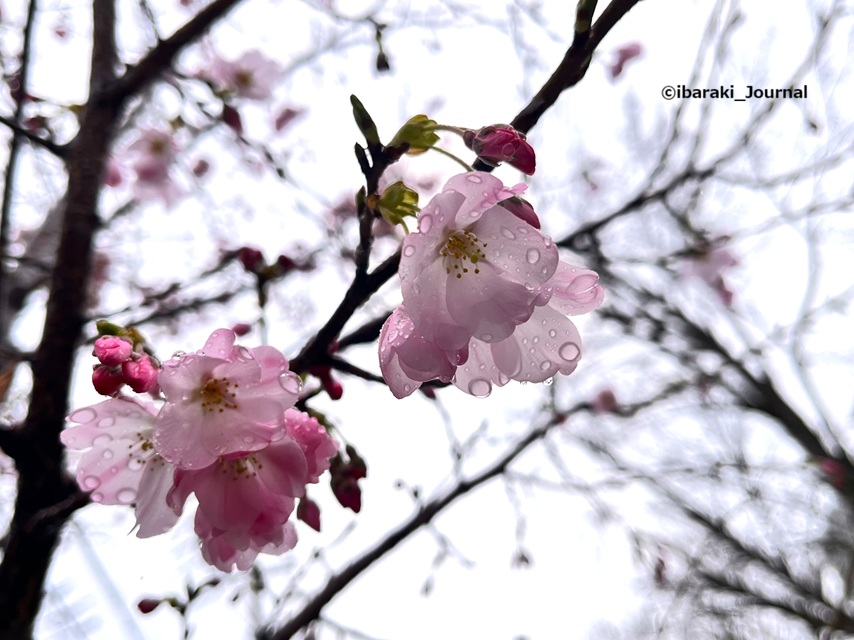 0325桜通り沿い元茨木川緑地の桜の花アップIMG_9546