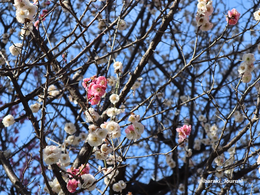 0301JR高架下の梅園の梅アップIMG_0971.jpg