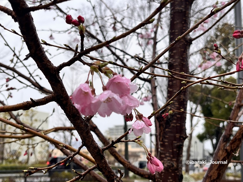 0325元茨木川緑地桜通り沿いの桜のアップIMG_9548
