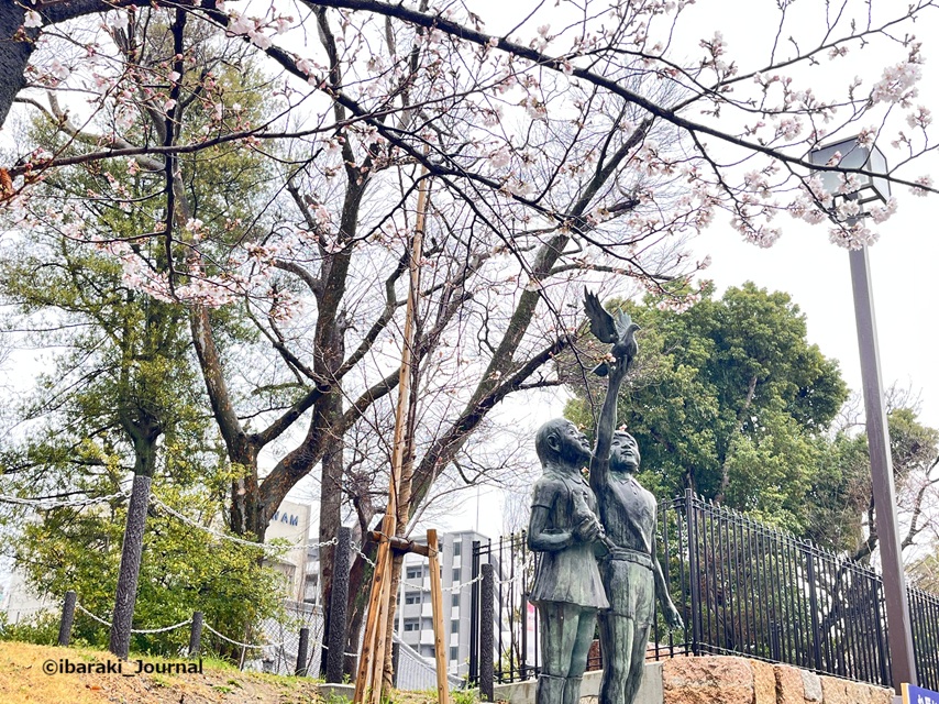 0325桜通り沿い元茨木川緑地銅像のところIMG_9530