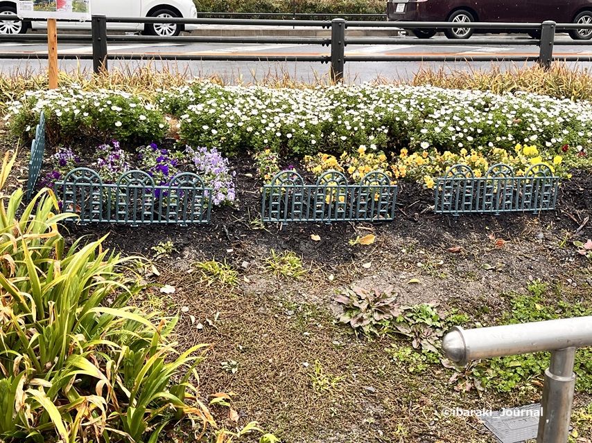0325さくら通り沿い元茨木川緑地の花壇IMG_9541