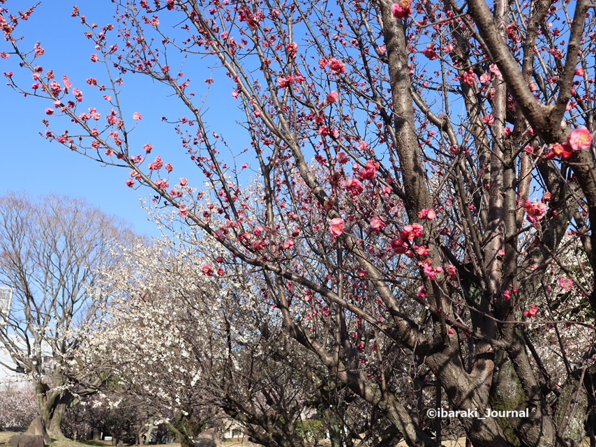 0301元茨木川緑地の梅の赤い色の梅IMG_0982.jpg