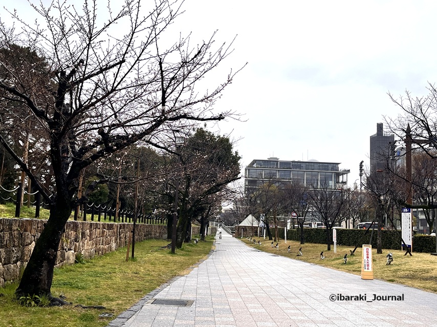 0325川端通り沿い元茨木川緑地2IMG_9529