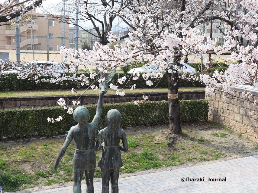 0328さくらまつり元茨木川緑地上から見る桜IMG_1097.jpg