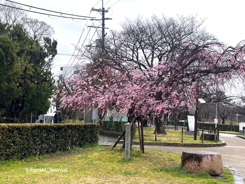 0325税務署前しだれ桜IMG_9516