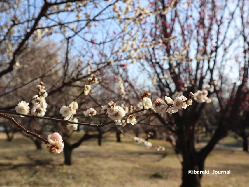 0301元茨木川緑地の梅園の梅の花IMG_0979.jpg
