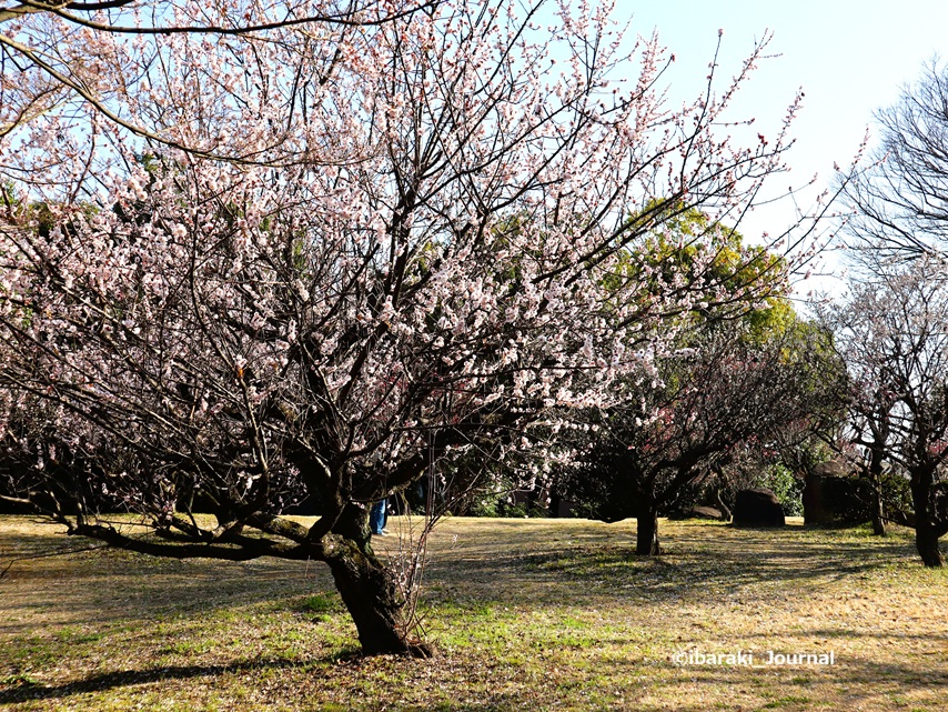 0301元茨木川緑地梅園の梅IMG_0975.JPG