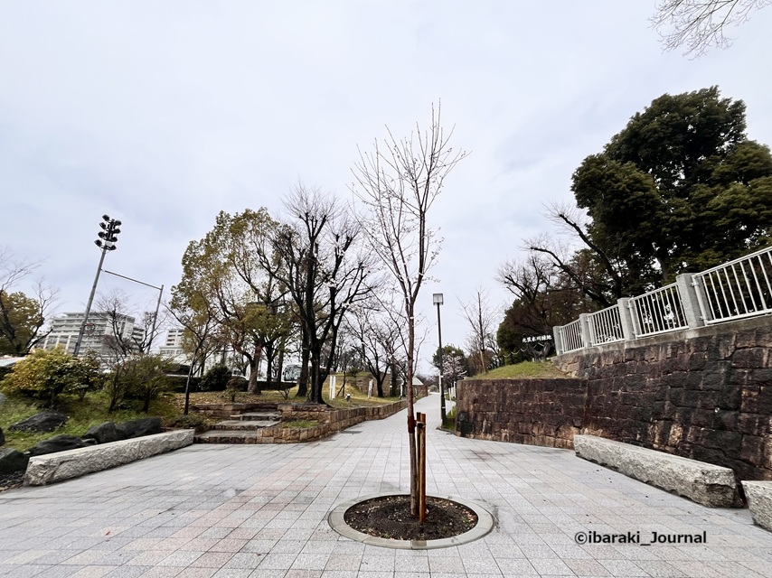0325元茨木川緑地川端通り沿い歩道のところIMG_9535