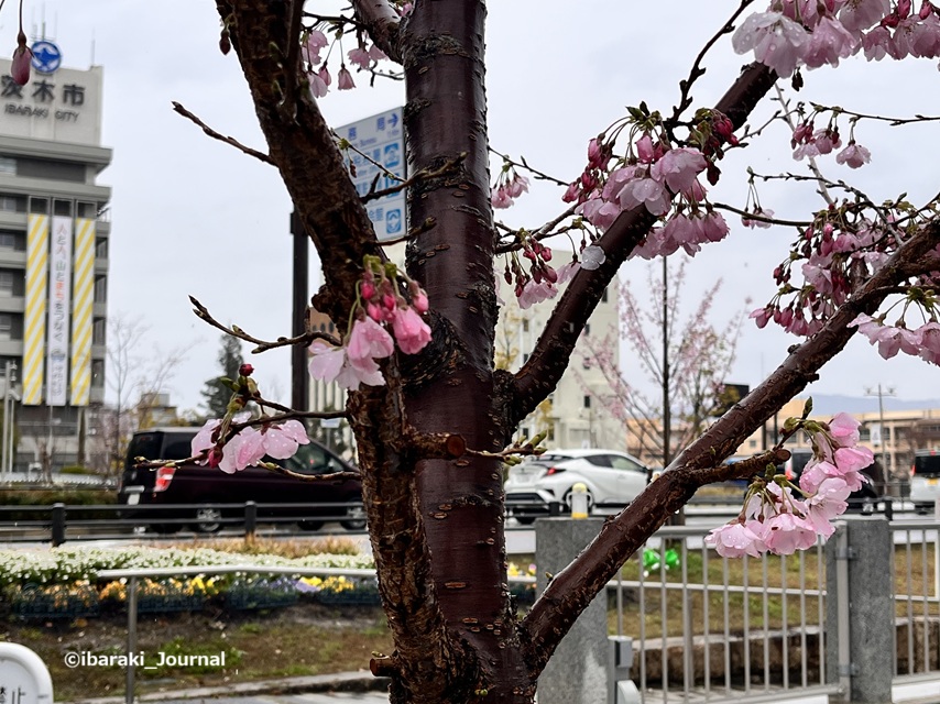 0325さくら通り沿い元茨木川緑地の桜アップIMG_9542