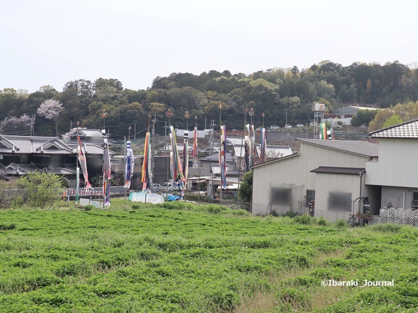 0406福井の鯉のぼりのある風景IMG_1213