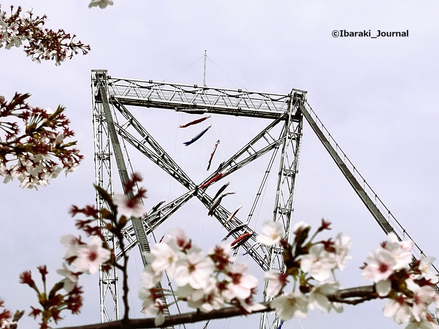 0406ダムパークいばきたの鯉のぼりと桜IMG_9880