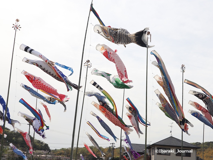 0406福井の鯉のぼり3IMG_1230