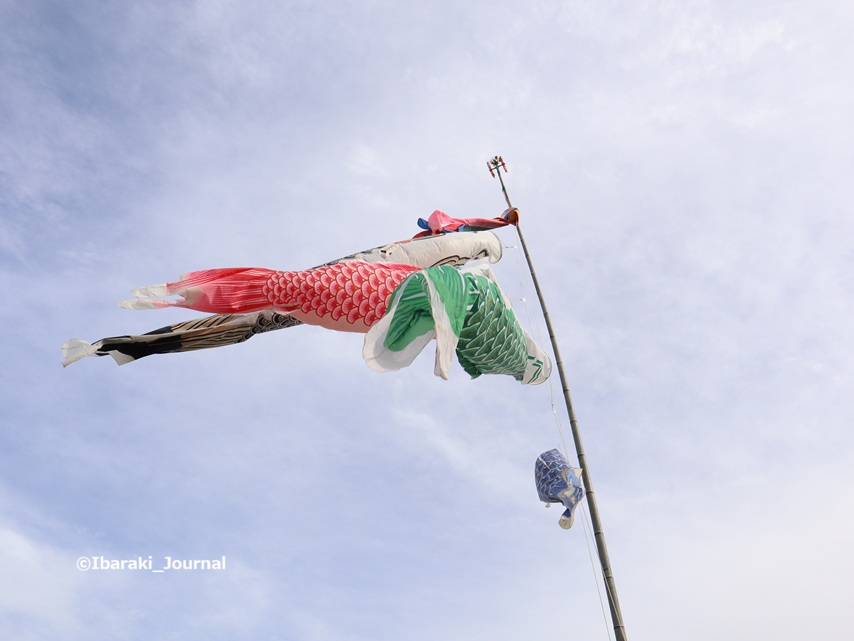 0406福井の鯉のぼりIMG_1253