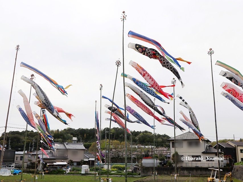 0406福井の田んぼに鯉のぼりIMG_1260