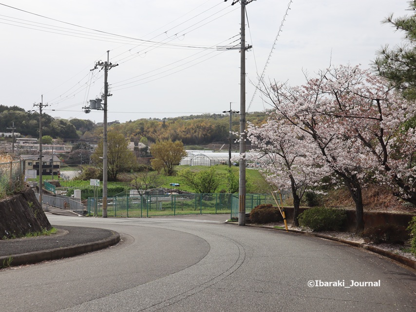 0406真龍寺から鯉のぼりまでの道IMG_1212