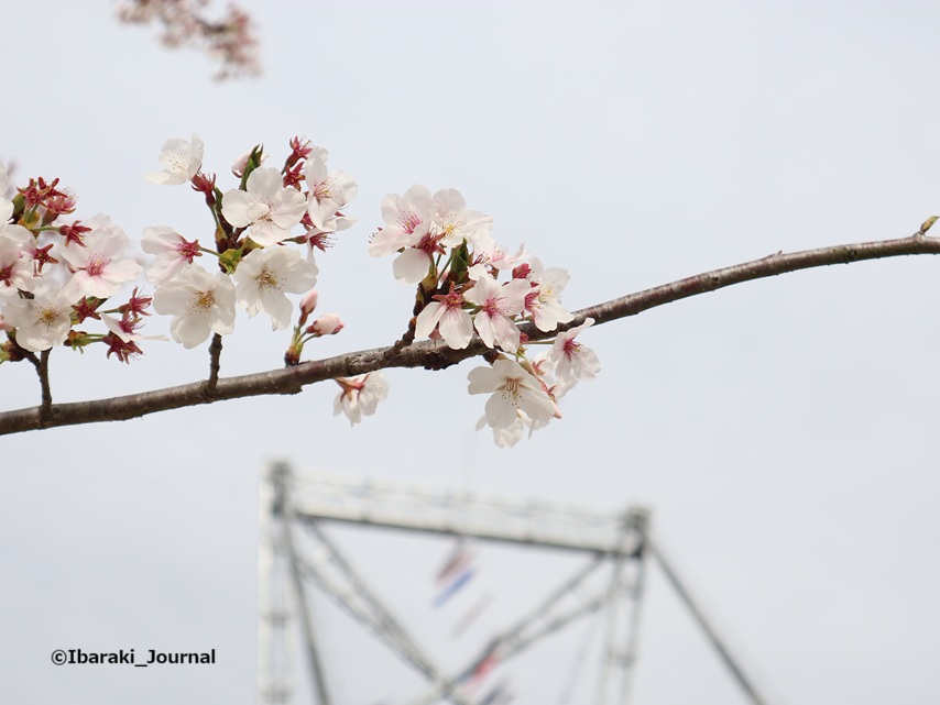 0406ダムパークいばきた桜と鯉のぼりIMG_1285