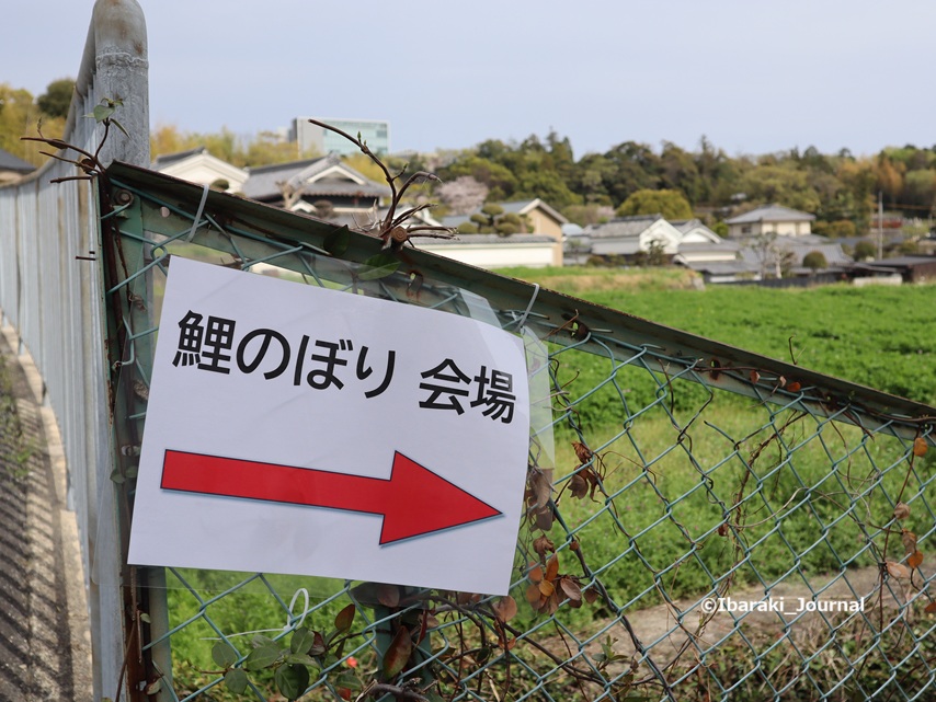 0406福井の鯉のぼりの会場道しるべIMG_1215