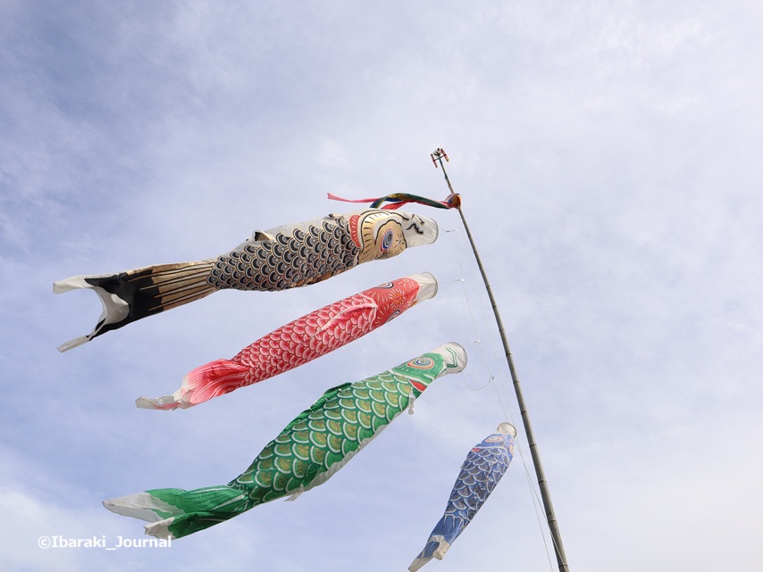 0406福井の鯉のぼり2IMG_1251
