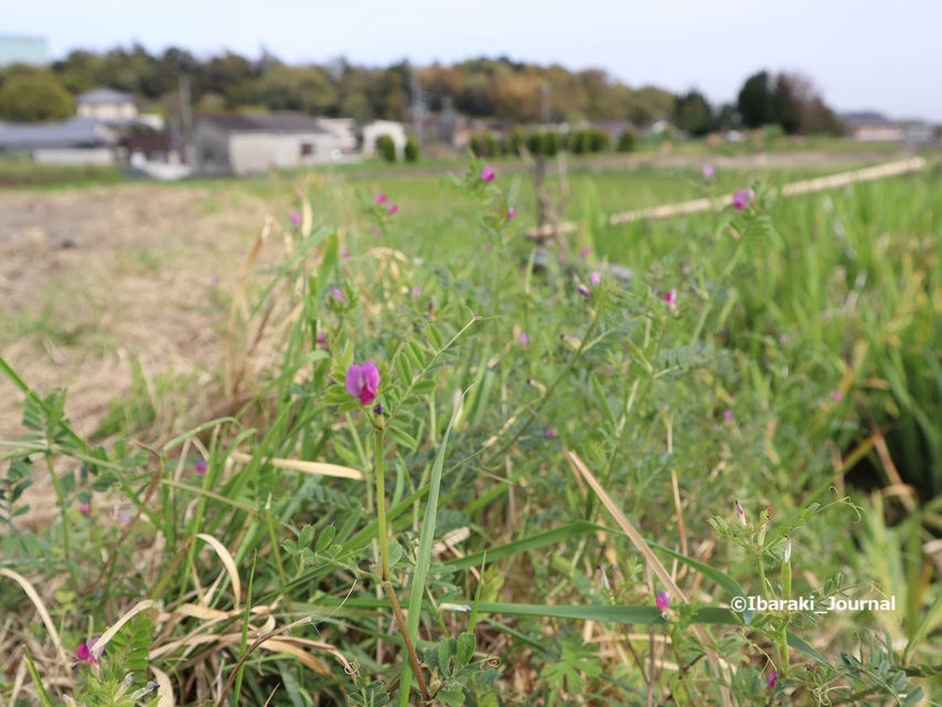 0406福井の鯉のぼり会場のところでIMG_1257
